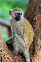 Monkey