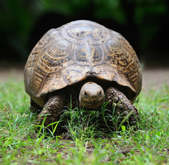 African turtle in grass