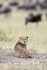 Cheetah