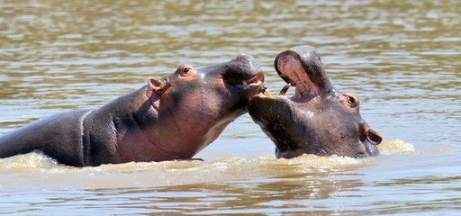 Fototapeta premium Hippo family