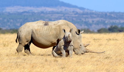 Obraz premium Rhino