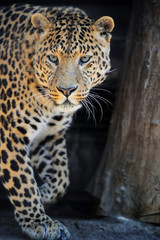 Fototapeta na wymiar Leopard portrait on dark background