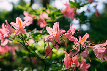 pink Flowers In Spring Garden Tree