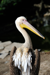 Pelican on dark background