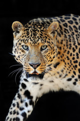 Naklejka premium Leopard portrait on dark background