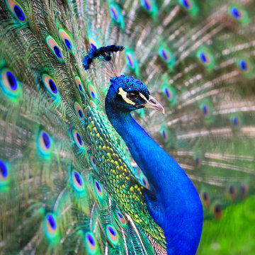 Fototapeta Peacock