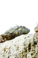 Iguana