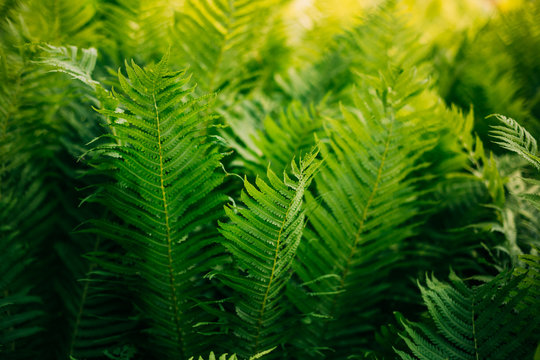 Natual green fern background. Summer season