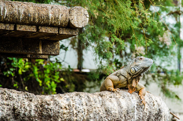 Iguana