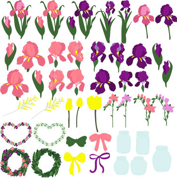Set of purple and pink irises, the individual parts of the flowers, the buds of irises, leaves of irises, flowers of irises, on a transparent background