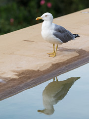 intelligent white-gray gull reflected in water