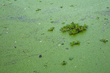 Duckweed covered on the water surface 