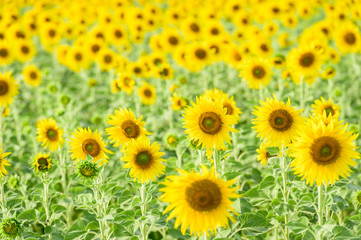 field of blooming sunflowers
