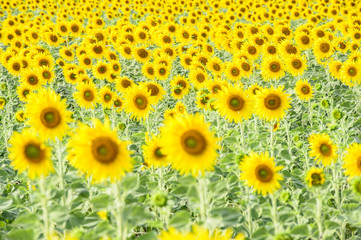 field of blooming sunflowers