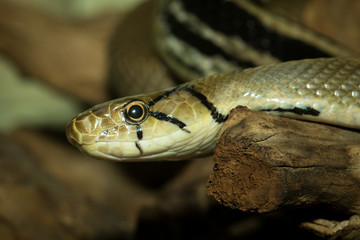 The brown snake