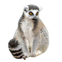 Portrait of adult lemur katta (Lemur catta) on white background