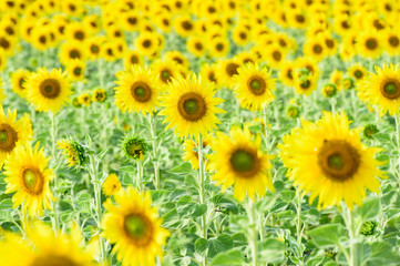 Obraz premium field of blooming sunflowers