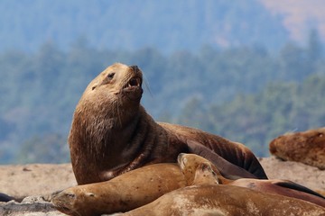 Fototapeta premium steller sea lion