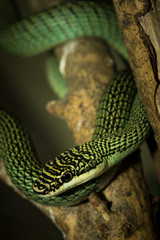 The green snake