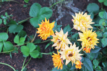 Beautiful yellow roses