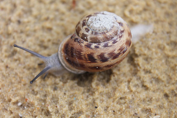 Snail on the beach