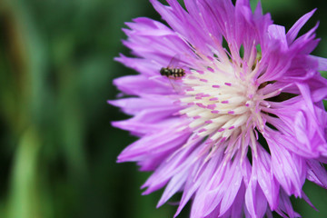 Obraz premium Purple cornflower in garden