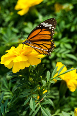 Closeup butterfly on Yellow flower (Common tiger butterfly)