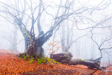 autumn beec forest in a mist