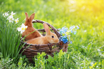 Fototapeta premium red rabbits outdoor