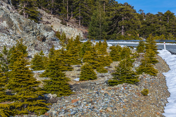 pine tree mountain landscape