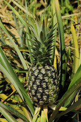 Obraz premium Pineapple on the plant in farm, tropical fruit in nature.