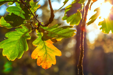 closeup autumn oak tree branch in a rays of sun