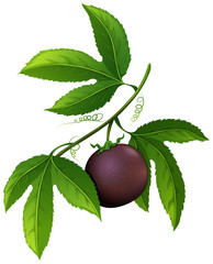 Fresh passionfruit on branch