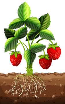 Strawberry plant in the ground