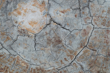 annual ring wood crack damage texture background