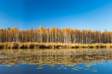 Beautiful Birch forest and pond in autumn season. Sunny day, cle