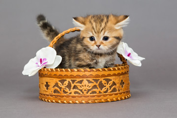 British kitten in a basket