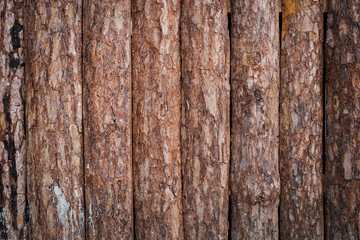 wooden wall made from wood logs with bark texture