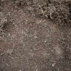 yard work, preparation soil in garden with dry grass