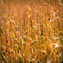 Spikes of wheat