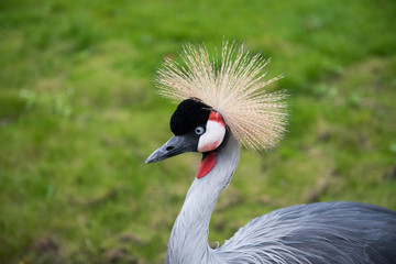 Black-crowned crane
