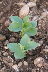piante di fava. coltivazione