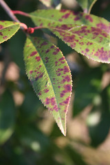 macchie rosse su foglie di Photinia. Malattia