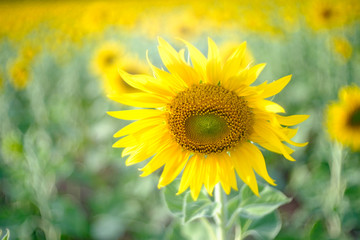 Fototapeta premium field of blooming sunflowers