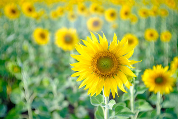 field of blooming sunflowers