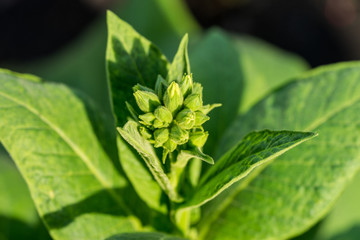 Fototapeta na wymiar close up cultivated Tobacco (Nicotiana tabacum)