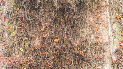 roots wall background.