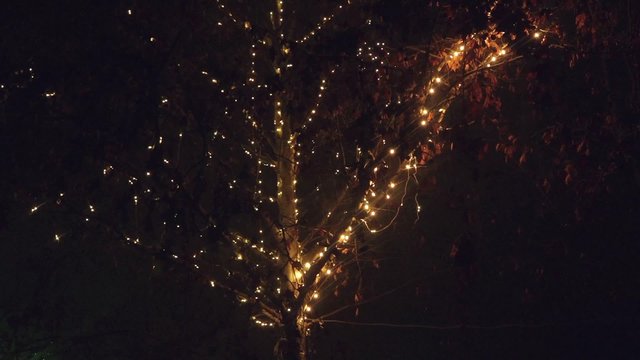 Blinking led light holiday decoration on deciduous tree in the night.