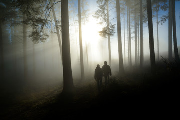Das Licht im Nebelwald