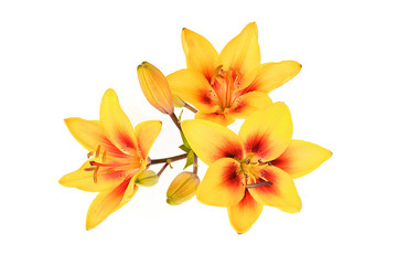 Inflorescence yellow lily (Latin name: Lilium).